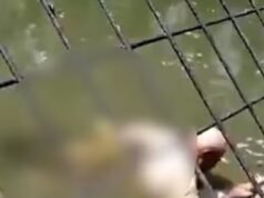 Novo vídeo horrível de ataque mortal de crocodilo enquanto o animal executa um teste mortal sobre os trabalhadores da vida selvagem – meses depois de os trabalhadores os cercarem e insultarem