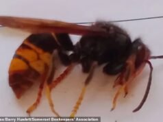 O medo de vespas asiáticas ‘assassinas’ encontradas em Somerset pela primeira vez se espalhou por toda a Inglaterra