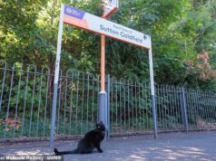 Conheça Moggy Betty, que é promovida a ‘Junior Mouse Catcher’ em uma estação de trem no Reino Unido