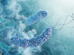 Infecção estomacal comum associada à alface não lavada pode estar por trás de pelo menos 1 em cada 5 cânceres de intestino, sugere pesquisa