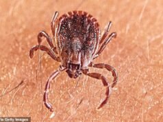 Novo vírus transmitido por carrapatos encontrado na China depois de centenas de testes para febre severa inexplicável… e criaturas transmissoras de doenças já nos EUA