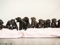 O centro RSPCA de repente encontra lares para filhotes depois que dois cães de resgate dão à luz 21 filhotes