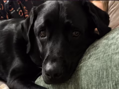 O dono do animal de estimação fala depois que o querido cachorro da família morre em uma van quente a caminho da creche em Chicago