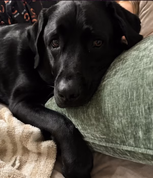 111130091-16113215-Miller_his_six_year_old_black_Labrador_died_on_September_2_after-a-43_17889161492.avif