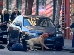 O rosto de um pit bull fica coberto de sangue depois de atacar uma mulher na rua em São Francisco