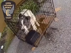Um adorável cachorrinho abandonado em uma gaiola na beira da estrada ganhou um nome muito apropriado ao ser adotado por uma nova família.