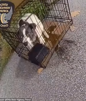 111143543-16117407-John_Kronander_Ohio_State_Highway_Patrol_trooper_found_the_puppy-a-12_17889659356.avif