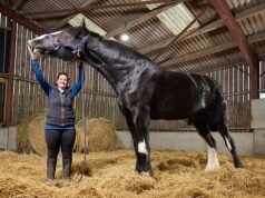 Isso incomoda Neha! Grã-Bretanha reivindica duas estreias equestres no Guinness World Records