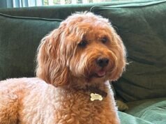 Uma família está com o coração partido depois que seu goldendoodle saudável morreu de insolação depois de ficar sem supervisão por horas em uma pensão durante uma onda de calor de 30ºC.