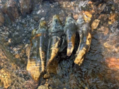 Restos extremamente raros da Idade do Gelo de um animal gigante extinto com mais de 10.000 anos de idade foram encontrados no Golfo da Califórnia