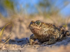 Tão incrível!… Os Aristos que entram em ação para resgatar o raro Natterjack