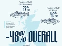 Peixe com batatas fritas pode estar fora do cardápio: estoques de bacalhau no Reino Unido caem 48%, alerta pesquisa