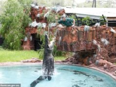 Dois meninos acusados de atingir um crocodilo gigante com uma vara de metal após invadir o zoológico