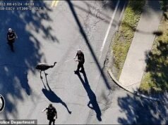 Momento hilário em que a polícia destrói ema fugitiva que escapou do zoológico