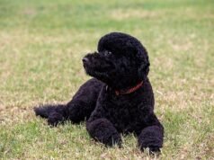 Família Obama devastada após a morte do adorável cachorro Sunny… enquanto Barack presta uma homenagem comovente ao seu animal de estimação ‘perfeito’