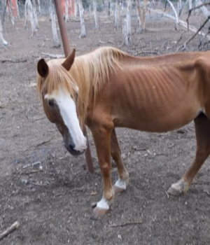 111291025-16136173-Bandera_County_authorities_seized_105_animals_from_We_Care_Wildl-a-6_178958003559.avif
