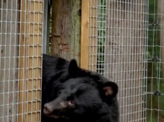 Cinco ursos lunares resgatados de pequenas gaiolas em uma fazenda de bile na Coreia do Sul chegaram aos seus lares eternos em Suffolk