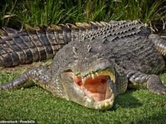 500 crocodilos vivem no rio para sediar remo e canoagem olímpica e paraolímpica nos Jogos de Brisbane de 2032