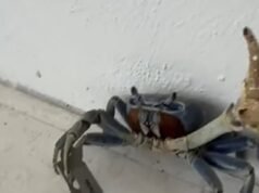 Somente na Flórida! Momento assustador quando o caranguejo ataca a dona da casa e seu cachorro