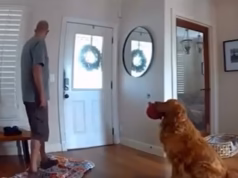 Golden retriever ‘cão de guarda’ tenta brincar com intruso que entrou em sua casa