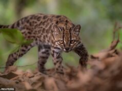 Novas espécies de gatos vistas pela primeira vez em um século: o gato Tilcayo da Bolívia é visto vagando pela floresta nublada