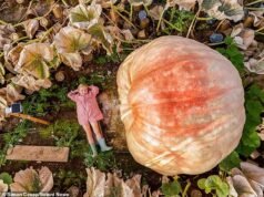 Não me esmague! Menina de cinco anos diminuída pela abóbora gigante de seu avô, um ano depois que ela e seu irmão gêmeo quebraram recordes