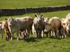Poderiam os eco fanáticos do SNP estar vindo atrás das vacas da Escócia?