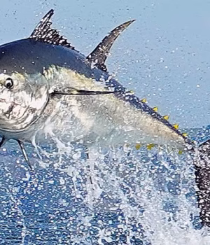 111362745-16146683-The_bluefin_tuna_is_the_largest_of_the_tuna_family_and_one_of_th-m-125_1789935147.avif