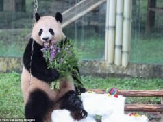 Em torno do festival! Pandas gigantes ao redor do mundo comemoram seus aniversários