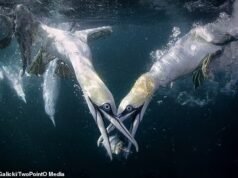 Que vença o melhor pássaro! Fotos incríveis mostram gansos mergulhando para sua próxima refeição