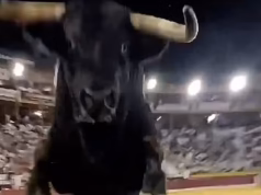 Um touro furioso saltou uma barreira de segurança e foi filmado ao vivo por espectadores numa arena espanhola enquanto a multidão gritava.
