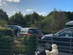 Erro do Google Maps causa engarrafamento – em uma pista rural de pista única