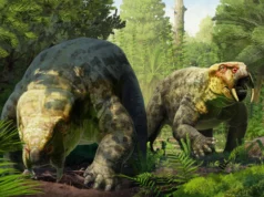 Fósseis de 240 milhões de anos mudam a linha do tempo dos dinossauros