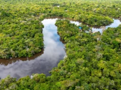 Estudo sobre a Amazônia revela melhores estratégias para proteger a biodiversidade e o carbono