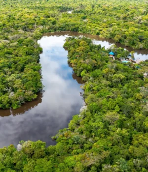 aerial-view-of-amazon-rainforest-in-peru.webp