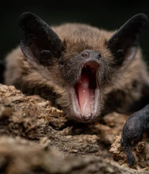 bat-mouth-open.webp