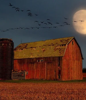 birds-fly-over-barn-harvest-moon-rises.webp