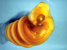 Cientistas descobrem por que embriões de cobra se torcem em espirais