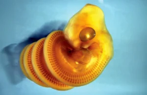 Cientistas descobrem por que embriões de cobra se torcem em espirais