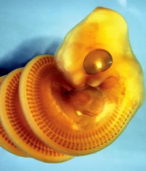 cape-house-snake-embryo.webp