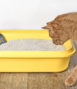 cat-looking-curious-clean-litter-box.webp