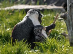 Os médicos salvaram este macaco raro da amputação. Meses depois, ela deu à luz