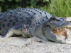 O rio escolhido como sede olímpica do remo abriga 500 crocodilos