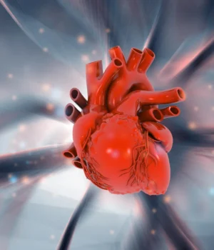 human-heart-anatomy-science-discovery.webp