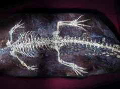 Luz UV revela possível camuflagem em crocodilo de 125 milhões de anos