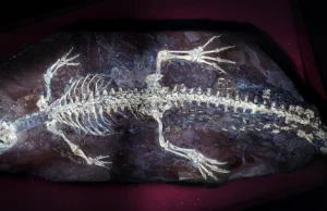 Luz UV revela possível camuflagem em crocodilo de 125 milhões de anos