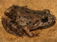 Cientistas descobrem um novo sapo misterioso escondido na Amazônia
