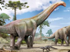 Novo dinossauro gigante descoberto em canteiro de obras no Brasil