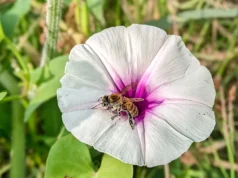 As plantas estão desenvolvendo as características erradas para um mundo em aquecimento