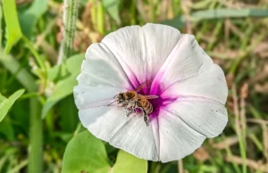 As plantas estão desenvolvendo as características erradas para um mundo em aquecimento
